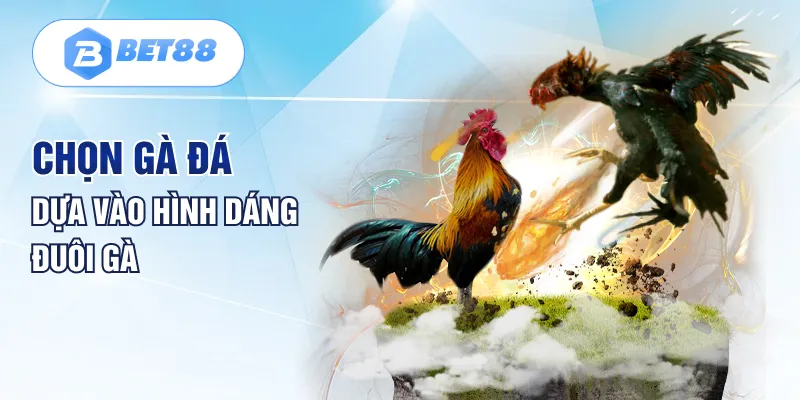 Chọn gà đá dựa vào hình dáng đuôi gà Chọn gà đá dựa vào hình dáng đuôi gà