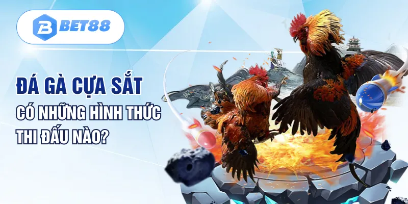 Đá gà cựa sắt có những hình thức thi đấu nào? Đá gà cựa sắt có những hình thức thi đấu nào?