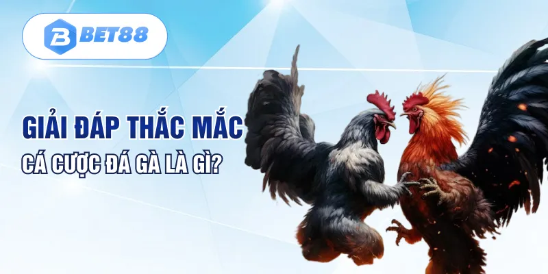 Giải đáp thắc mắc cá cược đá gà là gì? Giải đáp thắc mắc cá cược đá gà là gì?