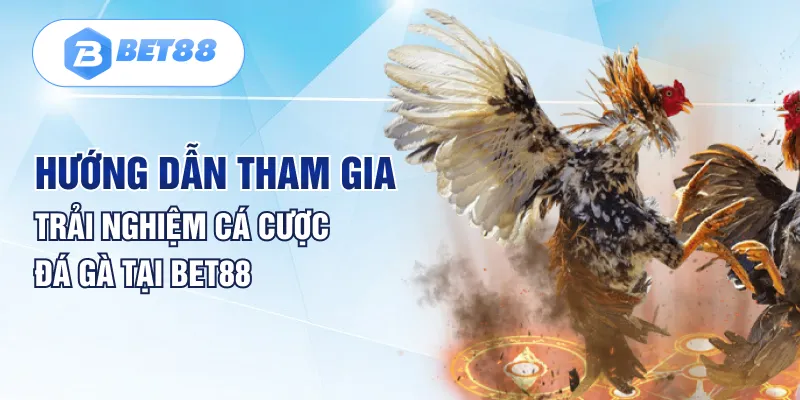 Hướng dẫn tham gia trải nghiệm cá cược đá gà tại Bet88 Hướng dẫn tham gia trải nghiệm cá cược đá gà tại Bet88