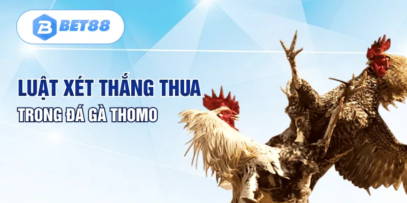 Luật xét thắng thua trong đá gà Thomo Luật xét thắng thua trong đá gà Thomo