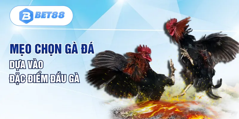 Mẹo chọn gà đá dựa vào đặc điểm đầu gà Mẹo chọn gà đá dựa vào đặc điểm đầu gà