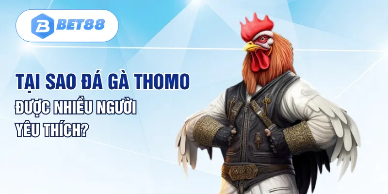 Tại sao đá gà Thomo được nhiều người yêu thích? Tại sao đá gà Thomo được nhiều người yêu thích?