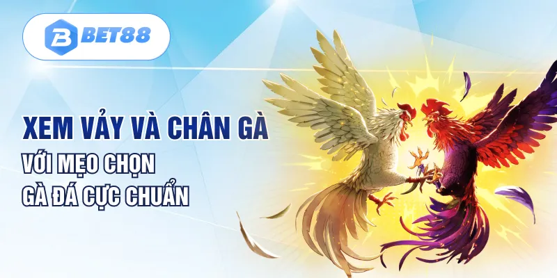 Xem vảy và chân gà với mẹo chọn gà đá cực chuẩn Xem vảy và chân gà với mẹo chọn gà đá cực chuẩn